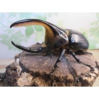 ☆稀少人気種☆サタンオオカブト♂100ミリ♀65ミリ新成虫ペア販売！！