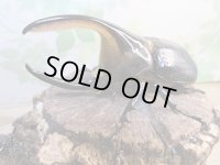 ☆稀少人気種☆サタンオオカブト♂100ミリ♀65ミリ新成虫ペア販売！！