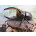 画像1: ☆稀少人気種☆サタンオオカブト♂100ミリ♀65ミリ新成虫ペア販売！！ (1)