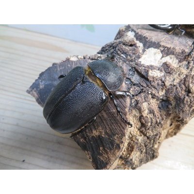 画像4: ☆稀少人気種☆サタンオオカブト♂100ミリ♀65ミリ新成虫ペア販売！！