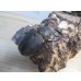 画像4: ☆稀少人気種☆サタンオオカブト♂100ミリ♀65ミリ新成虫ペア販売！！ (4)