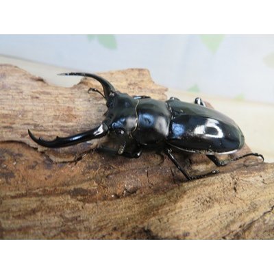 画像1: 27年種親用☆DV産☆ウエストウッディ オオシカクワガタ♂58ミリ♀44ミリ新成虫ペア販売！！