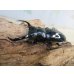 画像1: 27年種親用☆DV産☆ウエストウッディ オオシカクワガタ♂58ミリ♀44ミリ新成虫ペア販売！！ (1)