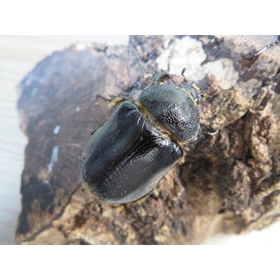 画像4: ☆新成虫☆テルシテスヒメゾウカブト♂44ミリ♀35ミリペア販売！！