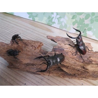 画像5: 和歌山県産☆WD☆ノコギリクワガタ♂M~Lサイズ♀フリーサイズ2ペアセット販売！！
