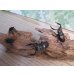 画像5: 和歌山県産☆WD☆ノコギリクワガタ♂M~Lサイズ♀フリーサイズ2ペアセット販売！！ (5)