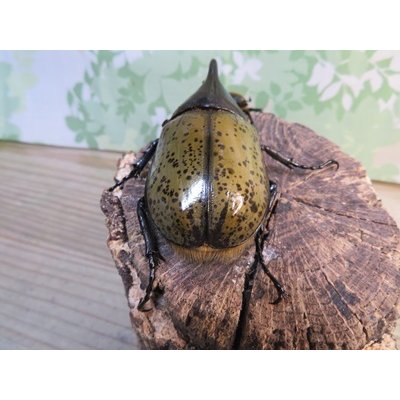画像3: ☆新成虫☆D.H.レイディ♂79ミリ♀56ミリペア販売！！