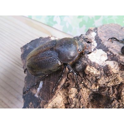 画像4: ☆新成虫☆D.H.レイディ♂79ミリ♀56ミリペア販売！！