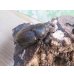 画像4: ☆新成虫☆D.H.レイディ♂79ミリ♀56ミリペア販売！！ (4)
