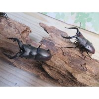 和歌山県産☆WD☆ノコギリクワガタ♂M~Lサイズ♀フリーサイズ2ペアセット販売！！