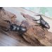 画像1: 和歌山県産☆WD☆ノコギリクワガタ♂M~Lサイズ♀フリーサイズ2ペアセット販売！！ (1)