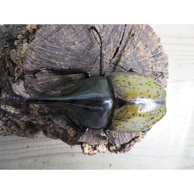 画像2: ☆新成虫☆D.H.レイディ♂79ミリ♀56ミリペア販売！！