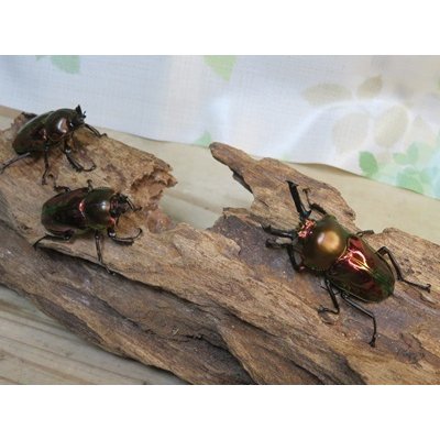 画像5: ☆レッド血統☆ニジイロクワガタ♂51ミリ♀フリーサイズペア＋♀フリーサイズ計3頭のトリオ販売！！