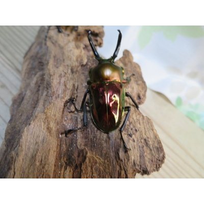 画像3: ☆レッド血統☆ニジイロクワガタ♂51ミリ♀フリーサイズペア＋♀フリーサイズ計3頭のトリオ販売！！