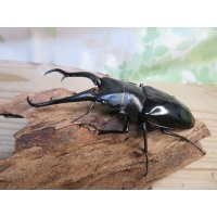 ☆新成虫☆ギラファノコギリクワガタ（亜種ダイスケ）♂100ミリ♀52ミリペア販売！！
