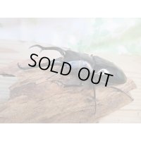 ☆新成虫☆ギラファノコギリクワガタ（亜種ダイスケ）♂100ミリ♀52ミリペア販売！！
