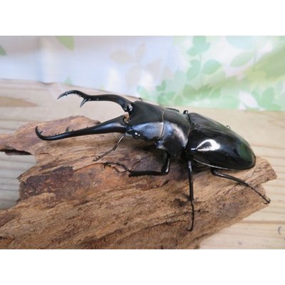 画像1: ☆新成虫☆ギラファノコギリクワガタ（亜種ダイスケ）♂100ミリ♀52ミリペア販売！！