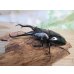 画像1: ☆新成虫☆ギラファノコギリクワガタ（亜種ダイスケ）♂100ミリ♀52ミリペア販売！！ (1)