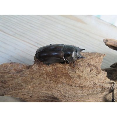画像5: ☆美麗新成虫☆ババオウゴンオニクワガタ♂69ミリ♀43ミリペア＋♀42ミリの計3頭トリオ販売！！