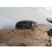 画像5: ☆美麗新成虫☆ババオウゴンオニクワガタ♂69ミリ♀43ミリペア＋♀42ミリの計3頭トリオ販売！！ (5)