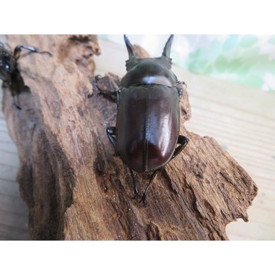 画像3: ☆美麗新成虫☆ババオウゴンオニクワガタ♂69ミリ♀43ミリペア＋♀42ミリの計3頭トリオ販売！！