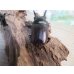 画像3: ☆美麗新成虫☆ババオウゴンオニクワガタ♂69ミリ♀43ミリペア＋♀42ミリの計3頭トリオ販売！！ (3)