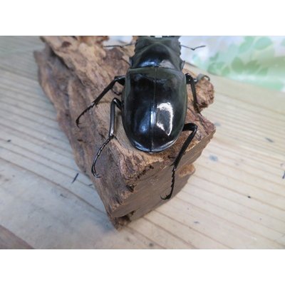 画像3: ☆新成虫☆ギラファノコギリクワガタ（亜種ダイスケ）♂100ミリ♀52ミリペア販売！！