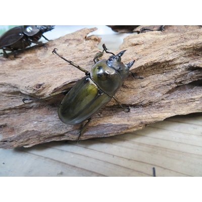 画像4: ☆美麗新成虫☆ババオウゴンオニクワガタ♂69ミリ♀43ミリペア＋♀42ミリの計3頭トリオ販売！！