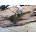 画像4: ☆美麗新成虫☆ババオウゴンオニクワガタ♂69ミリ♀43ミリペア＋♀42ミリの計3頭トリオ販売！！ (4)