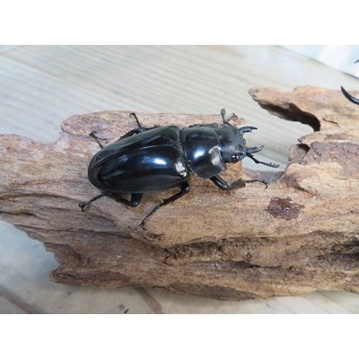 画像4: ☆新成虫☆ギラファノコギリクワガタ（亜種ダイスケ）♂100ミリ♀52ミリペア販売！！