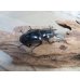 画像4: ☆新成虫☆ギラファノコギリクワガタ（亜種ダイスケ）♂100ミリ♀52ミリペア販売！！ (4)