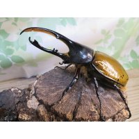 ☆新成虫☆D.H.リッキー♂118ミリ♀60ミリペア販売！！