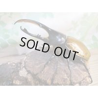 ☆新成虫☆D.H.リッキー♂118ミリ♀60ミリペア販売！！