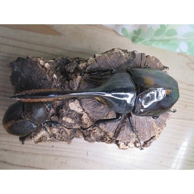画像2: ☆新成虫☆D.H.リッキー♂138ミリ♀61ミリペア販売！！