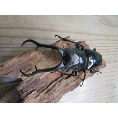 画像2: ☆新成虫☆ギラファノコギリクワガタ（亜種ダイスケ）♂100ミリ♀52ミリペア販売！！