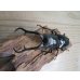 画像2: ☆新成虫☆ギラファノコギリクワガタ（亜種ダイスケ）♂100ミリ♀52ミリペア販売！！ (2)