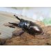 画像1: ☆美麗新成虫☆ババオウゴンオニクワガタ♂69ミリ♀43ミリペア＋♀42ミリの計3頭トリオ販売！！ (1)