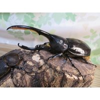 ☆新成虫☆D.H.リッキー♂138ミリ♀61ミリペア販売！！