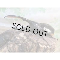 ☆新成虫☆D.H.リッキー♂138ミリ♀61ミリペア販売！！