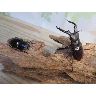 画像5: ☆新成虫☆ボーリンフタマタクワガタ（亜種バミノルム）♂68ミリ♀42ミリペア販売！！