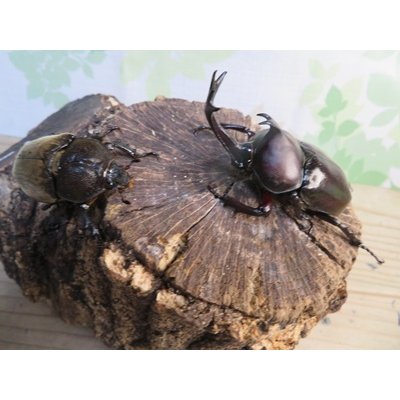 画像5: ★WF1★愛知県産☆国産カブトムシ♂M~Lサイズ♀フリーサイズ×２ペア計4頭のセット販売！！