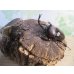 画像5: ★WF1★愛知県産☆国産カブトムシ♂M~Lサイズ♀フリーサイズ×２ペア計4頭のセット販売！！ (5)