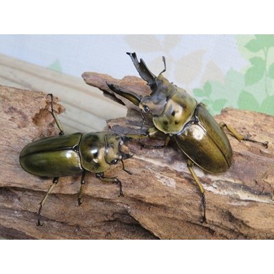 画像5: ☆美麗種☆タイ産☆ババオウゴンオニクワガタ♂68ミリ♀47.5ミリ新成虫ペア販売！！