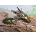 画像5: ☆美麗種☆タイ産☆ババオウゴンオニクワガタ♂68ミリ♀47.5ミリ新成虫ペア販売！！ (5)