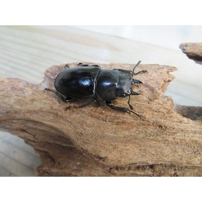 画像4: ☆新成虫☆ボーリンフタマタクワガタ（亜種バミノルム）♂68ミリ♀42ミリペア販売！！