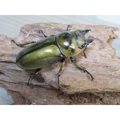 画像4: ☆美麗種☆タイ産☆ババオウゴンオニクワガタ♂68ミリ♀47.5ミリ新成虫ペア販売！！