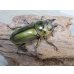 画像4: ☆美麗種☆タイ産☆ババオウゴンオニクワガタ♂68ミリ♀47.5ミリ新成虫ペア販売！！ (4)