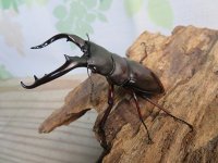 ☆新成虫☆ボーリンフタマタクワガタ（亜種バミノルム）♂68ミリ♀42ミリペア販売！！