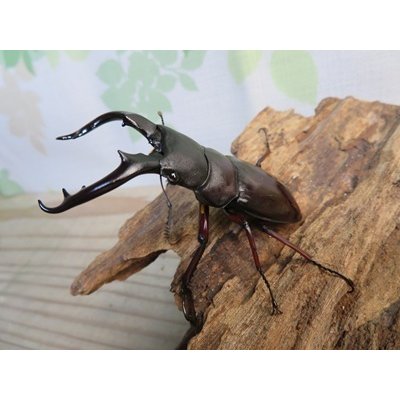 画像1: ☆新成虫☆ボーリンフタマタクワガタ（亜種バミノルム）♂68ミリ♀42ミリペア販売！！