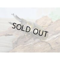 ☆美麗種☆タイ産☆ババオウゴンオニクワガタ♂68ミリ♀47.5ミリ新成虫ペア販売！！